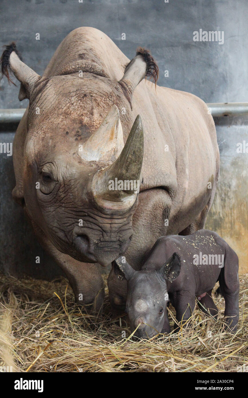 Guangzhou. 4th Oct, 2019. A newborn black rhino is seen with its mother at the Chimelong Safari Park in Guangzhou, south China's Guangdong Province, Oct. 3, 2019. A black rhino of the Chimelong Safari Park gave birth to one female cub on Oct. 2, which weighed 34 kilograms. Credit: Xinhua/Alamy Live News Stock Photo