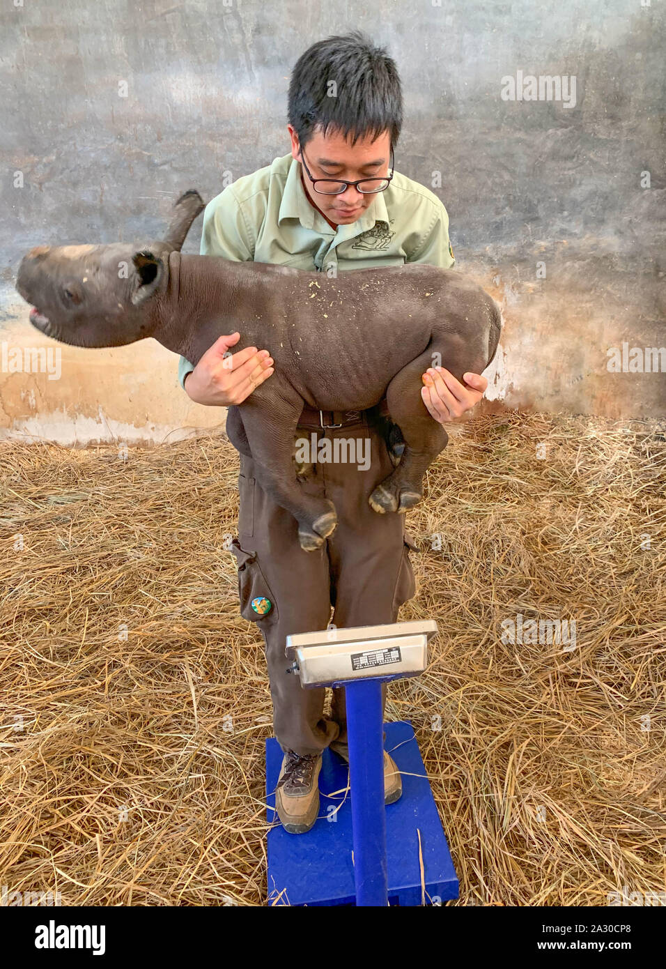 Guangzhou. 4th Oct, 2019. A breeder weighs a newborn black rhino at the Chimelong Safari Park in Guangzhou, south China's Guangdong Province, Oct. 3, 2019. A black rhino of the Chimelong Safari Park gave birth to one female cub on Oct. 2, which weighed 34 kilograms. Credit: Xinhua/Alamy Live News Stock Photo