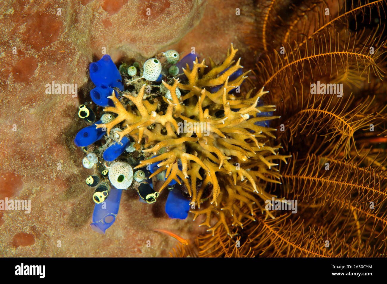 Cluster of ascidians and firecoral, Sulawesi Indonesia. Stock Photo