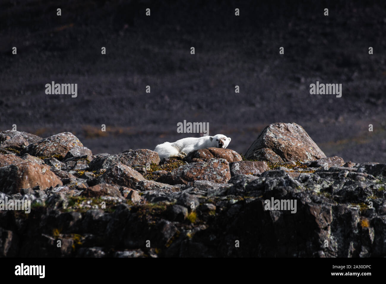 GREENLAND: heartbreaking: A starving polar bear slumps on bare rock and