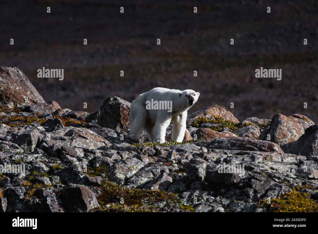 GREENLAND: The underthreat bear appears almost too weak to stand. HEARTBREAKING photos of an emaciated polar bear struggling to stand have emerged – a Stock Photo