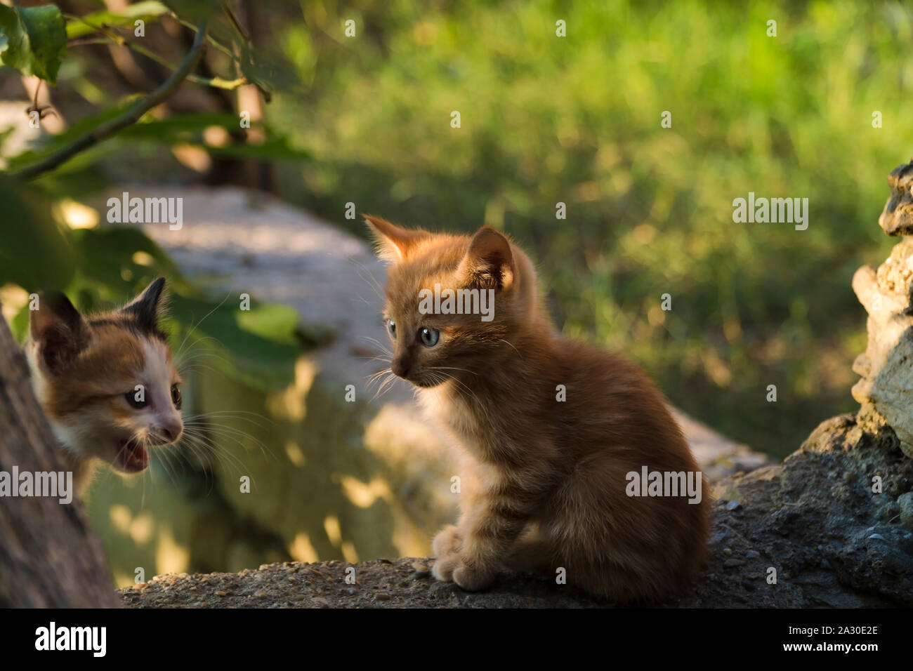 One month year old tiny ginger kitten is looking at its sibling at garden and illuminated with warm sunset light. Stock Photo