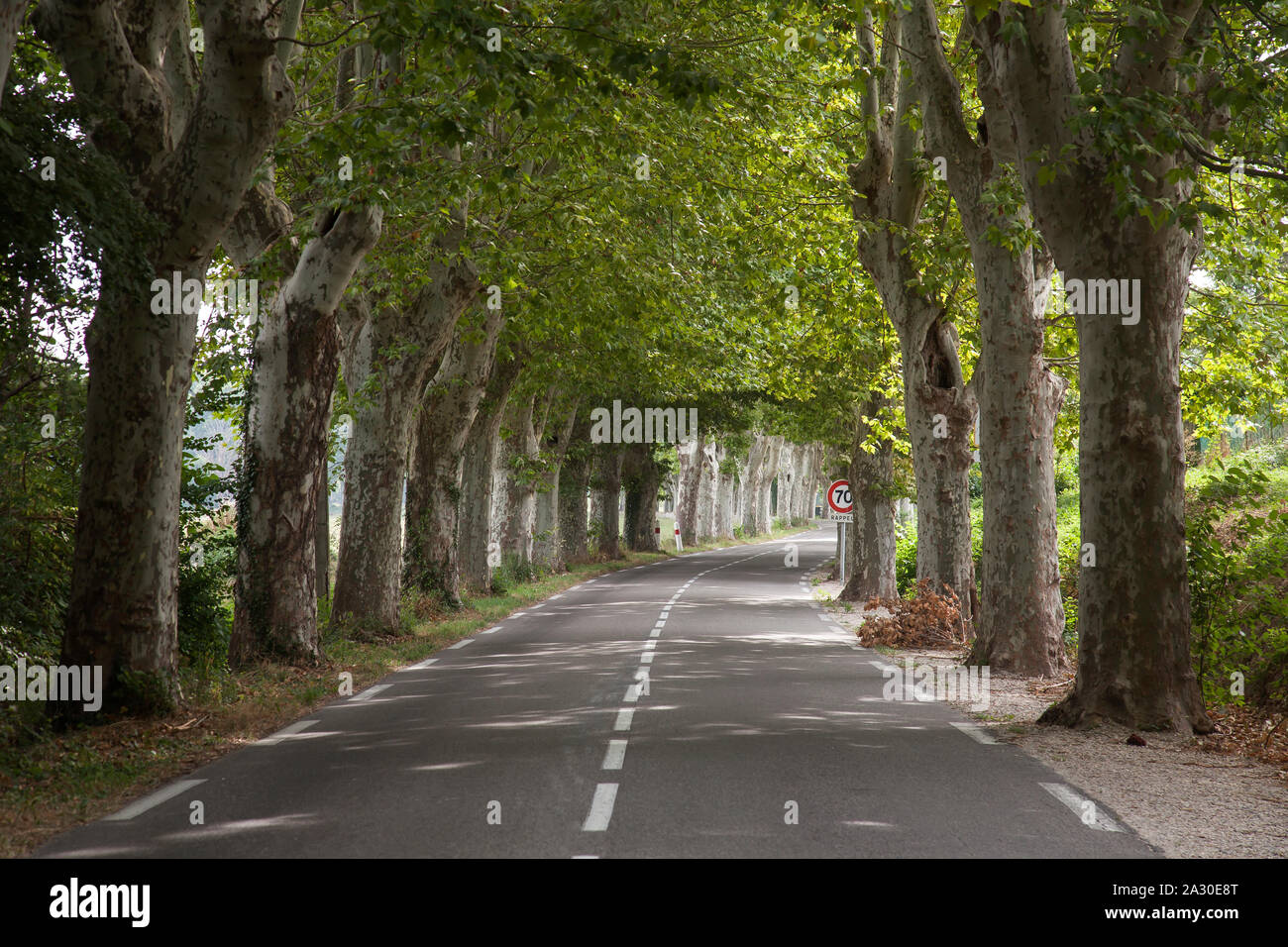 Strasse mit Alleebäumen in der Nähe der Stadt Apt, Département Vaucluse, Region Provence-Alpes-Côte d’Azur, Frankreich, Europa| Road with avenue trees Stock Photo