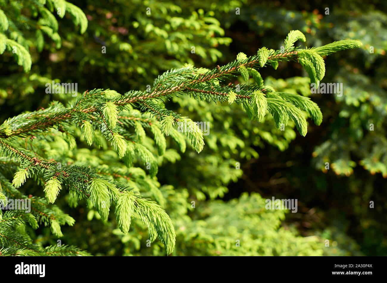 Branches of a fir tree under the sunlight in a vivid green color Stock ...