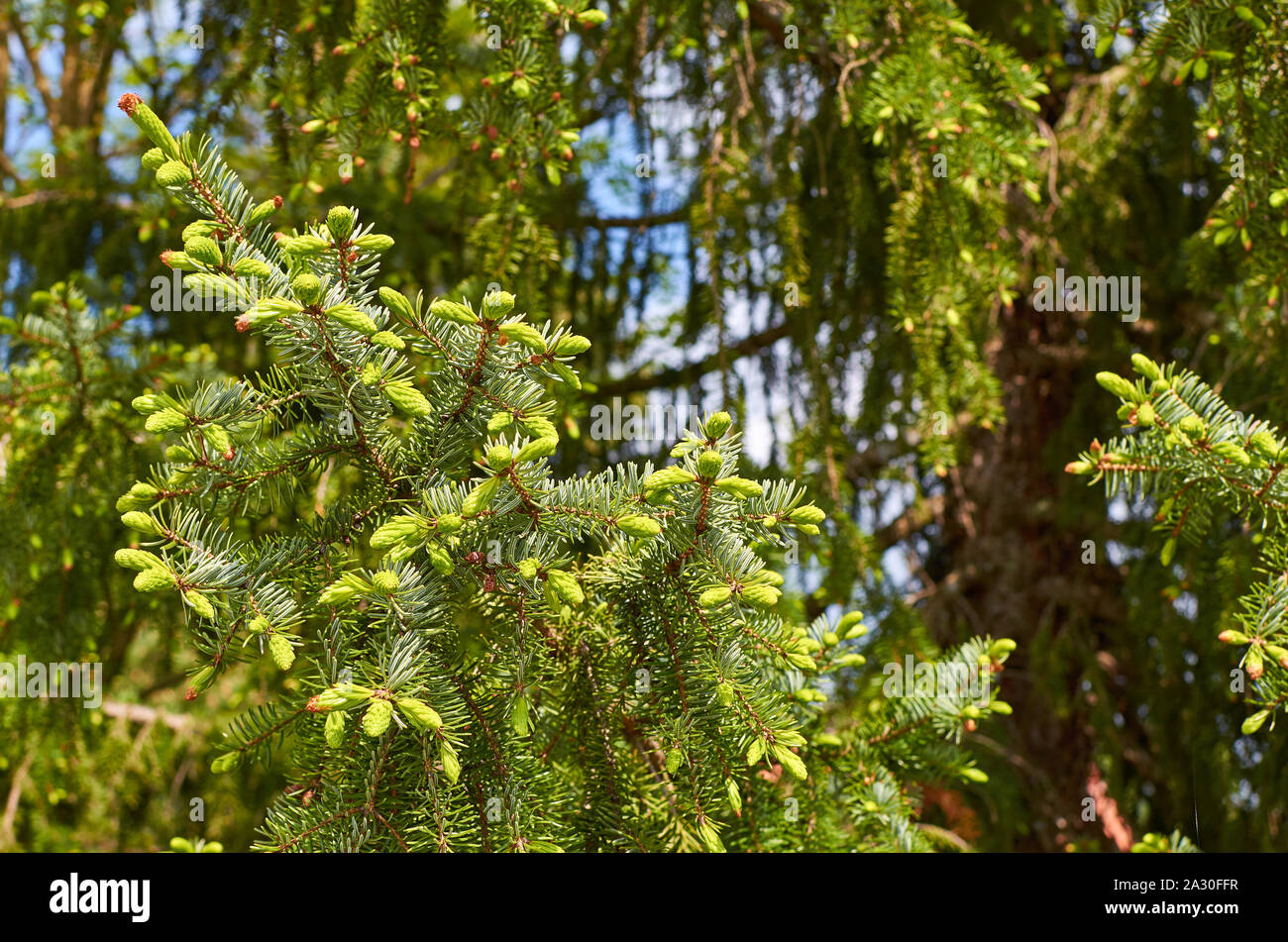 Branches of a fir tree under the sunlight in a vivid green color Stock ...