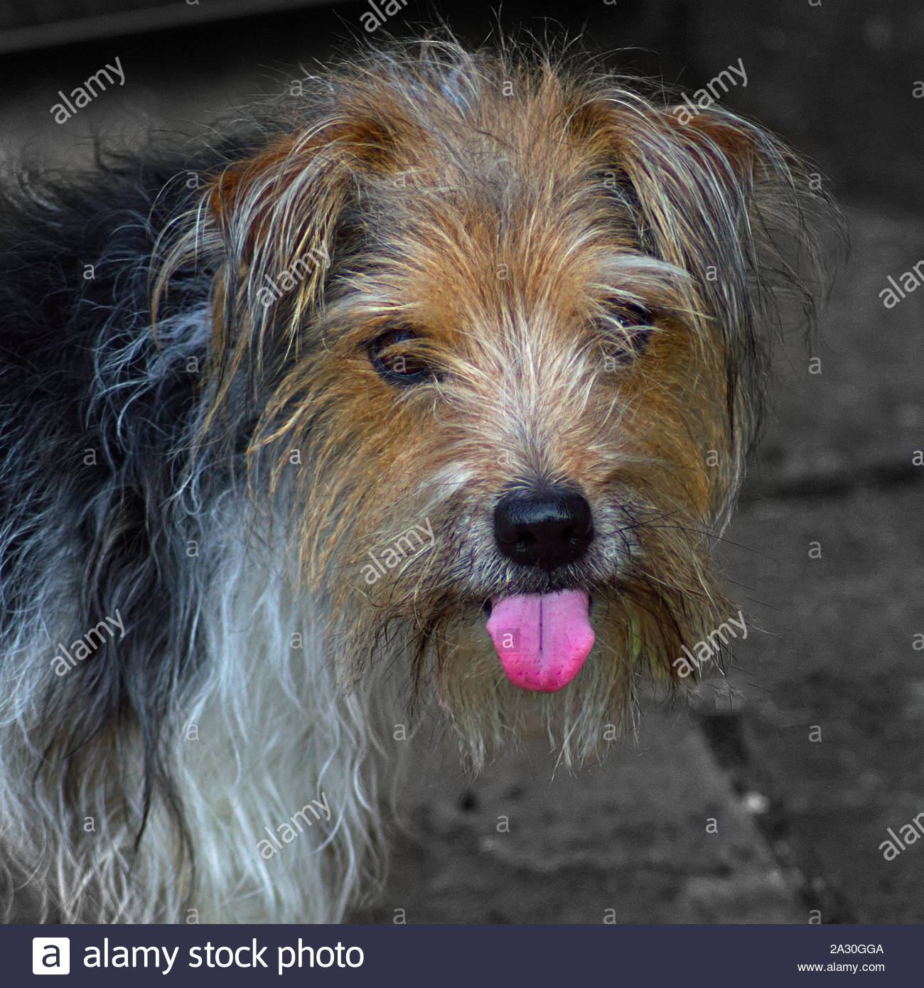 Long Haired Black White Dog Stock Photos Long Haired Black White