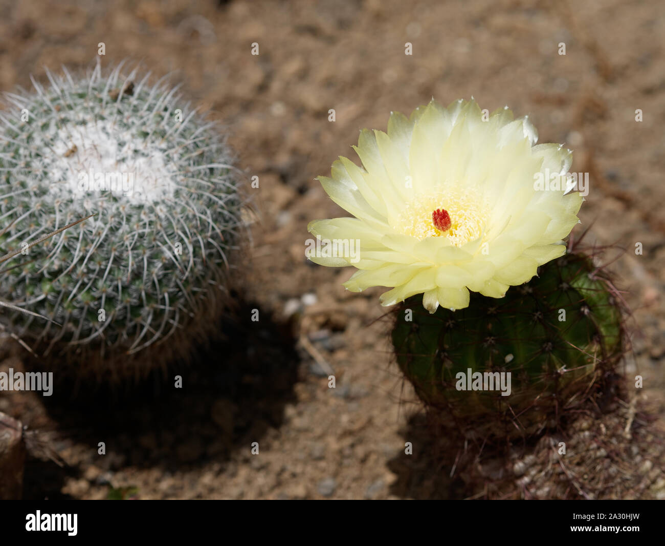 Download Scarlet Ball Cactus High Resolution Stock Photography And Images Alamy