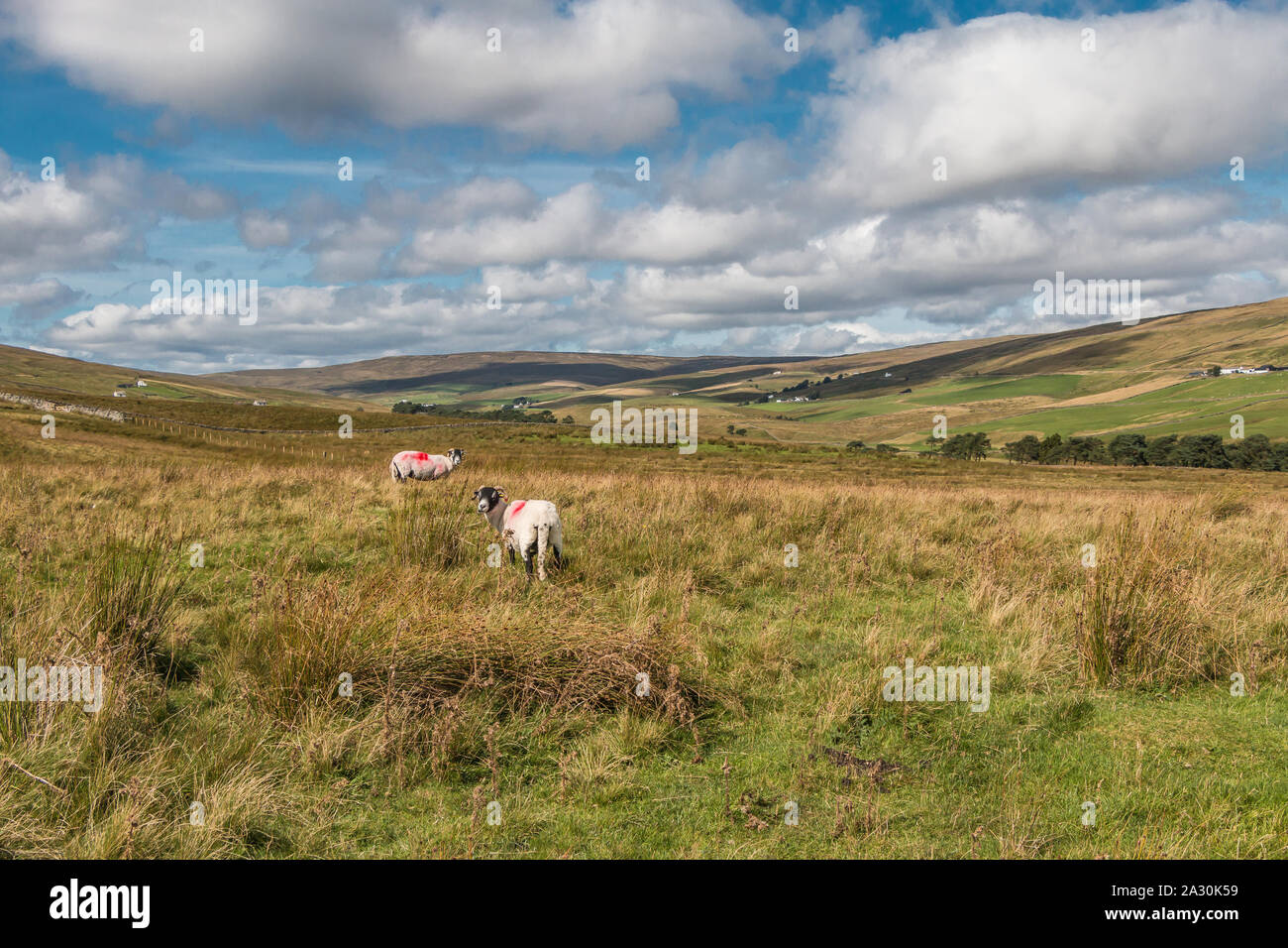 Into Harwood from the Cow Green Road, Upper Teesdale, UK Stock Photo