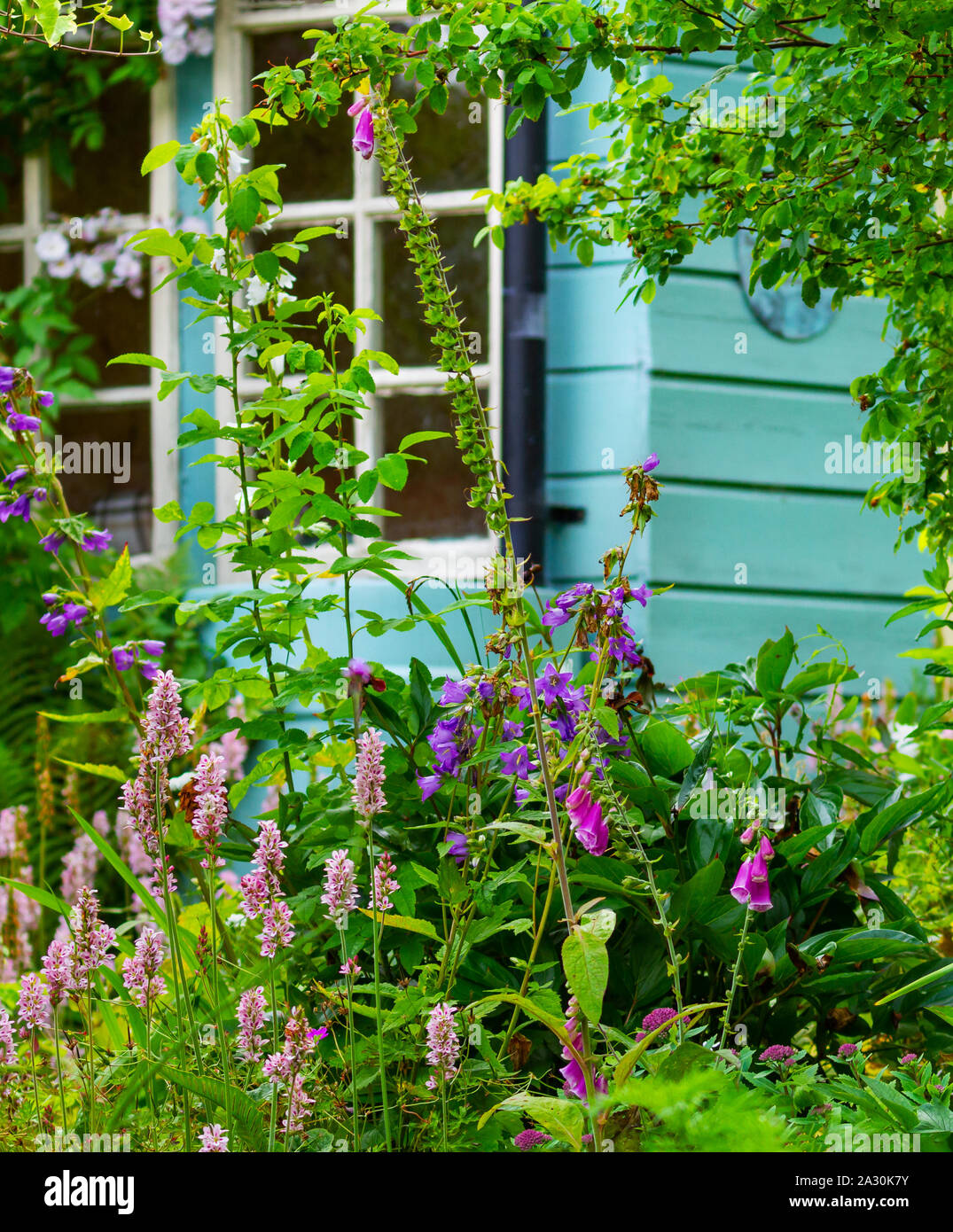 Garden flowers, Persicaria Knotweed, Campanula Bellflowers and Foxgloves Digitalis blooming growing in garden with blue timber and glass garden buildi Stock Photo