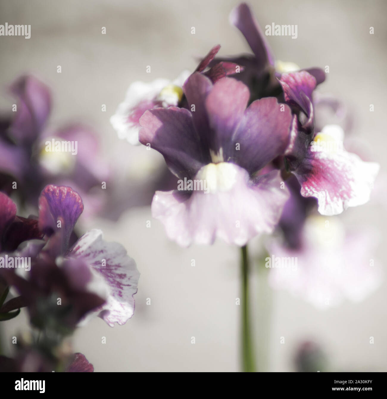 Purple and white flower cluster Stock Photo Alamy