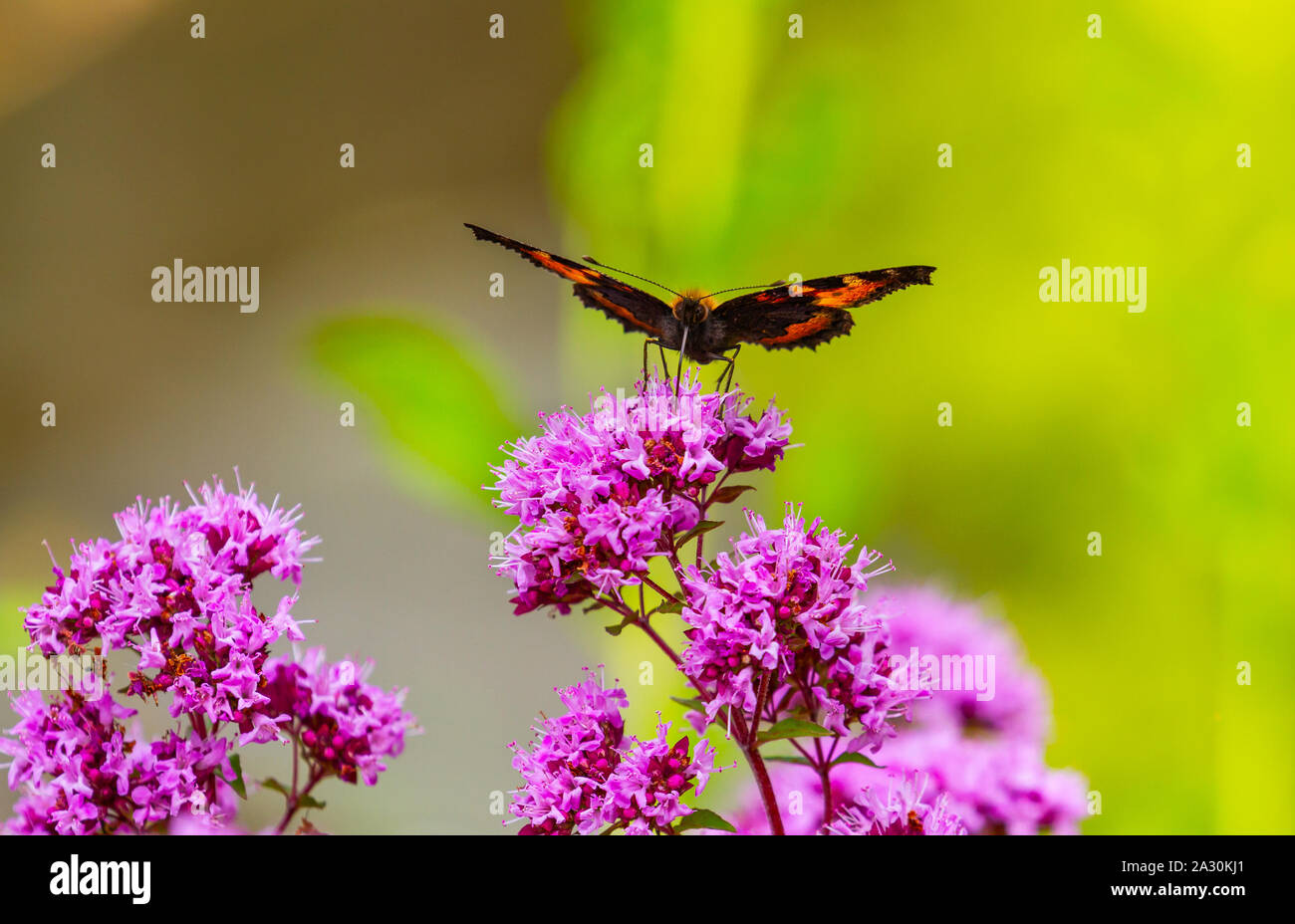Small Tortoiseshell butterfly, Aglais urticae, drinking nectar, proboscis extended in pink marjoram flowers, oregano, Origanum vulgare. Underwings Stock Photo