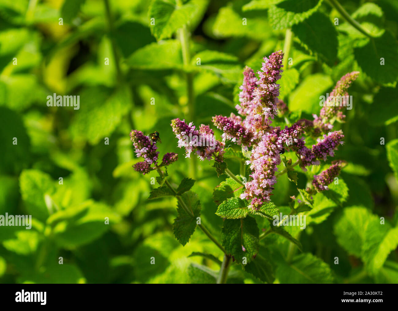 Pink Persicaria knotweed flowers, with bee feeding, close-up in garden in Dublin Ireland with green leaves and copy space Stock Photo