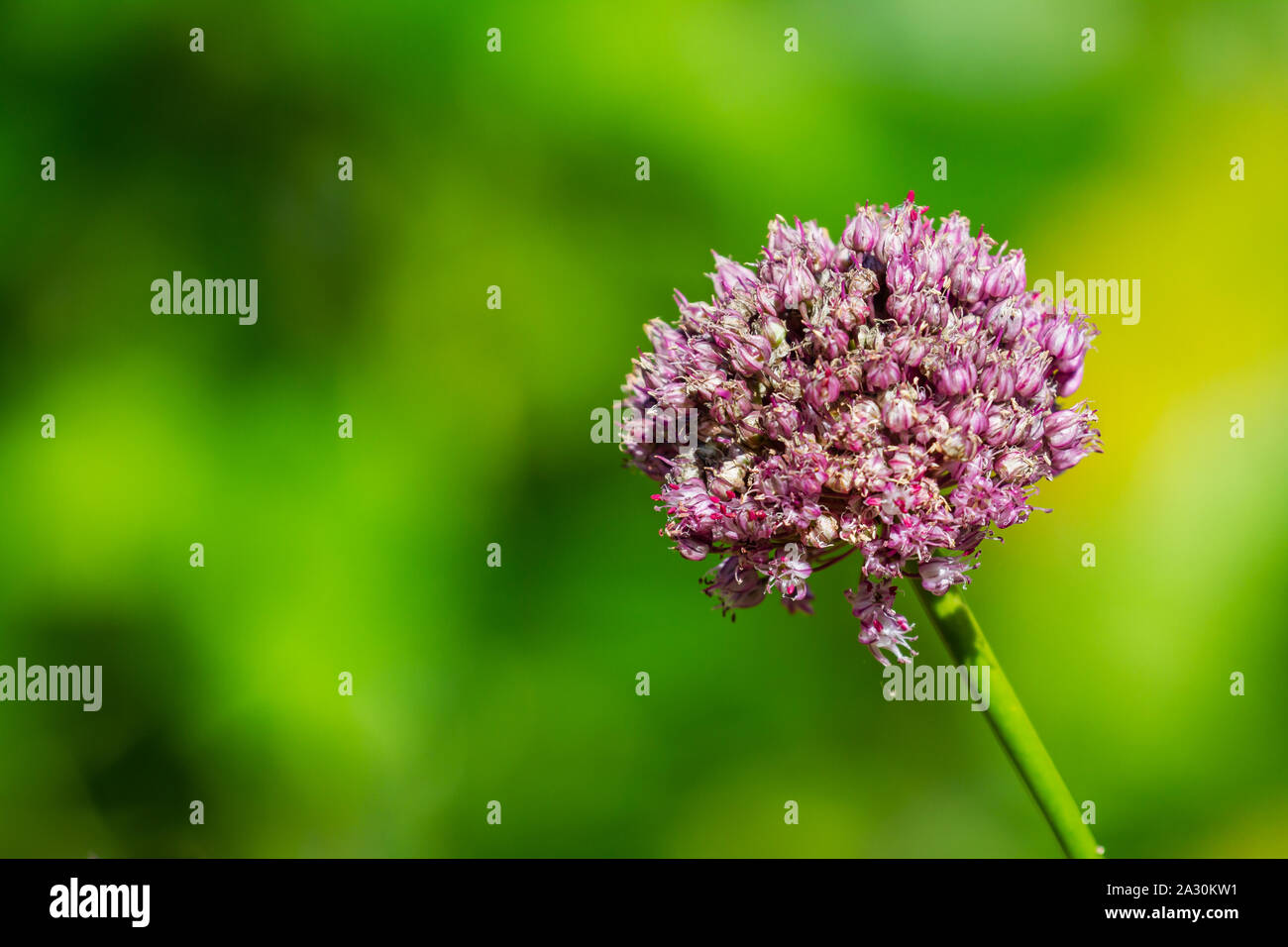 Wild Leek flower, Allium ampeloprasum, pink purple against blurred