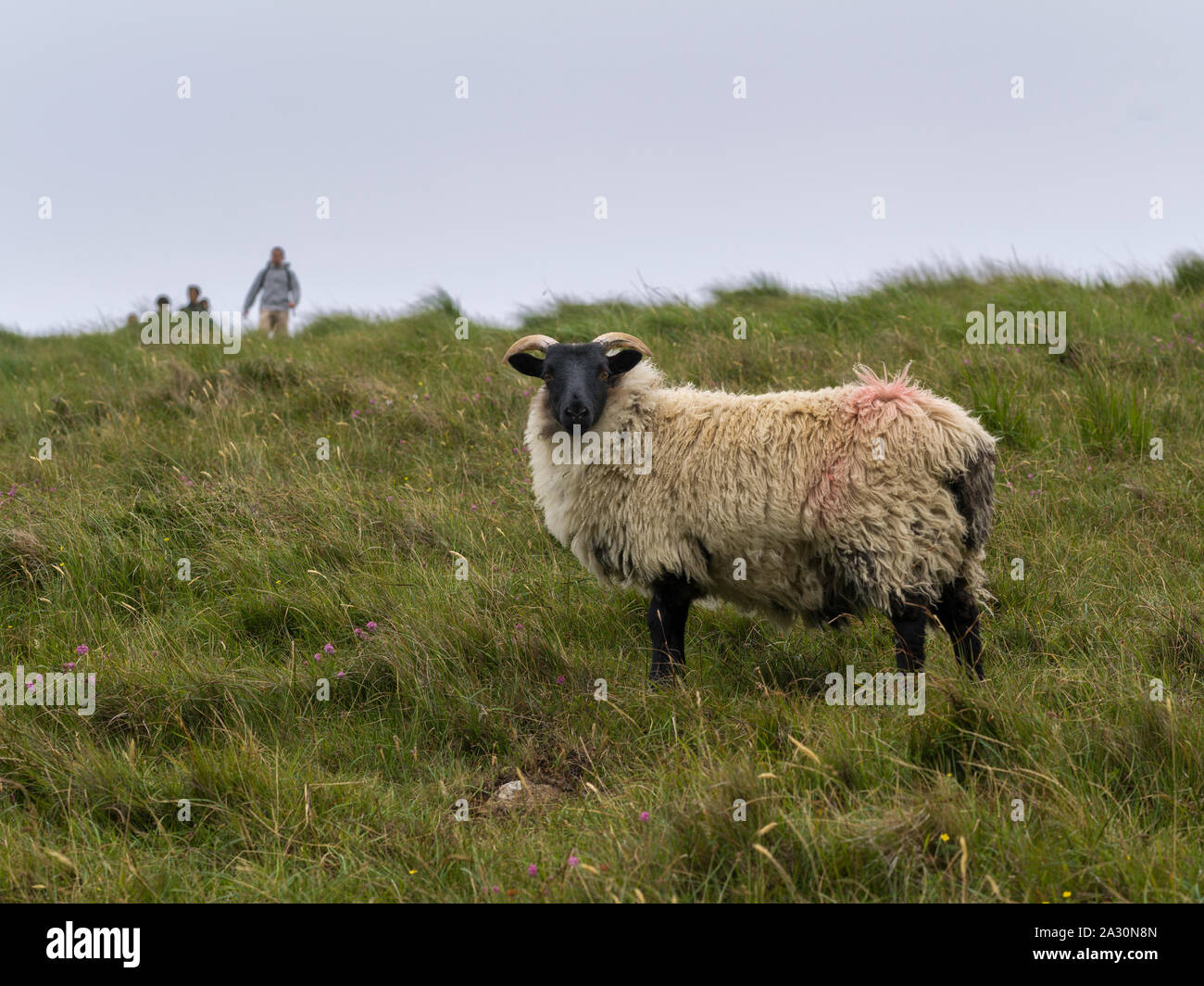 Sheep in a hillside, Achill Head Hike, Achill Island, County Mayo, Ireland Stock Photo Alamy