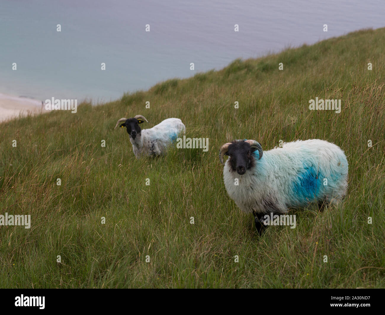 Sheep along the coast, Achill Head Hike, Achill Island, County Mayo, Ireland Stock Photo Alamy