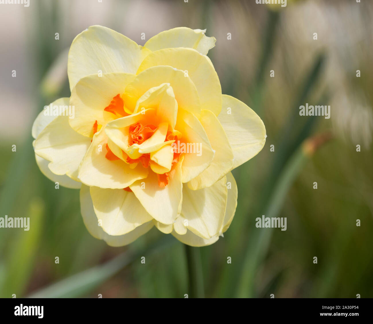 Daffodil narcissus tahiti hires stock photography and images Alamy