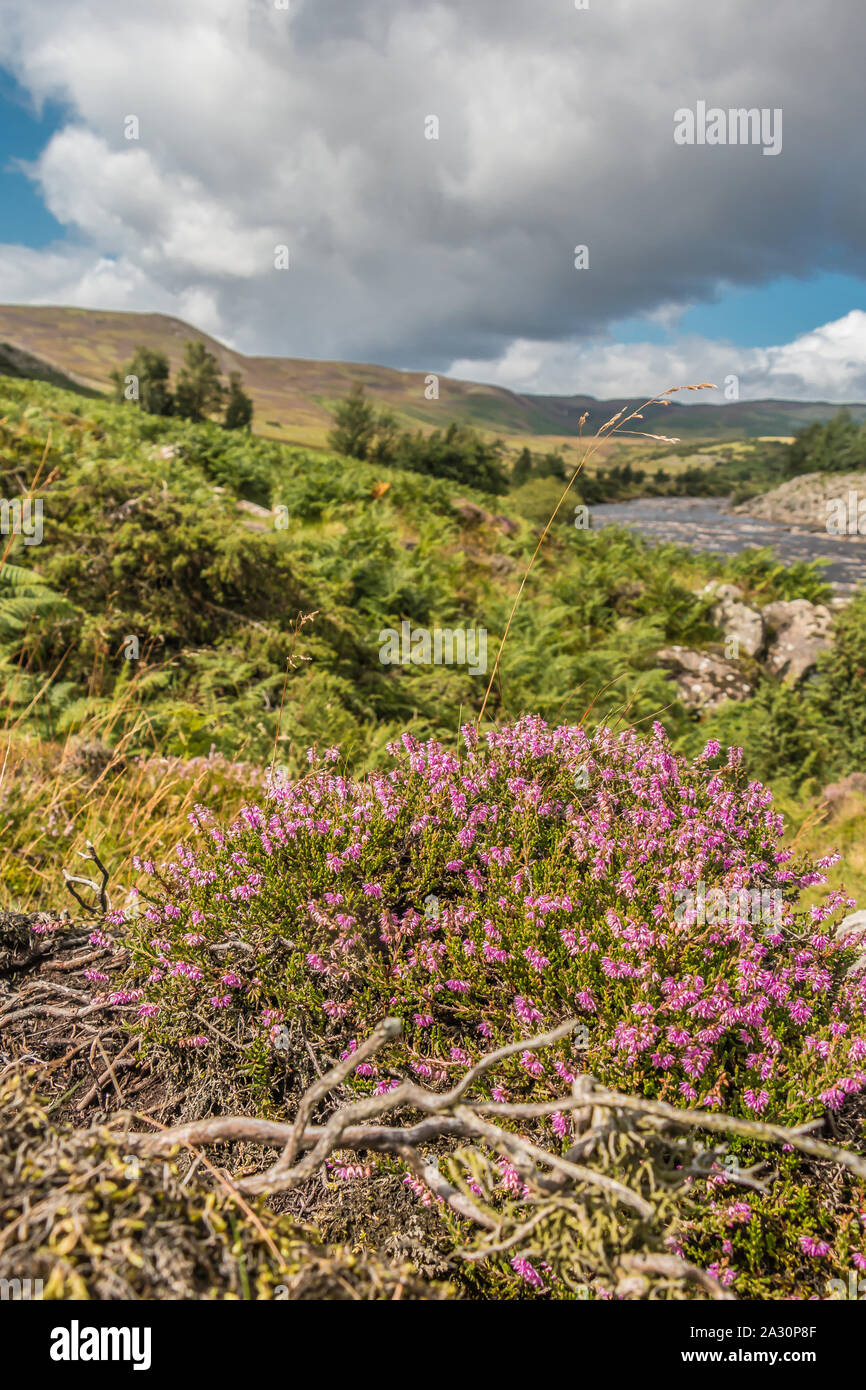 Heather in Flower on the Tees riverbank, Upper Teesdale, UK Stock Photo