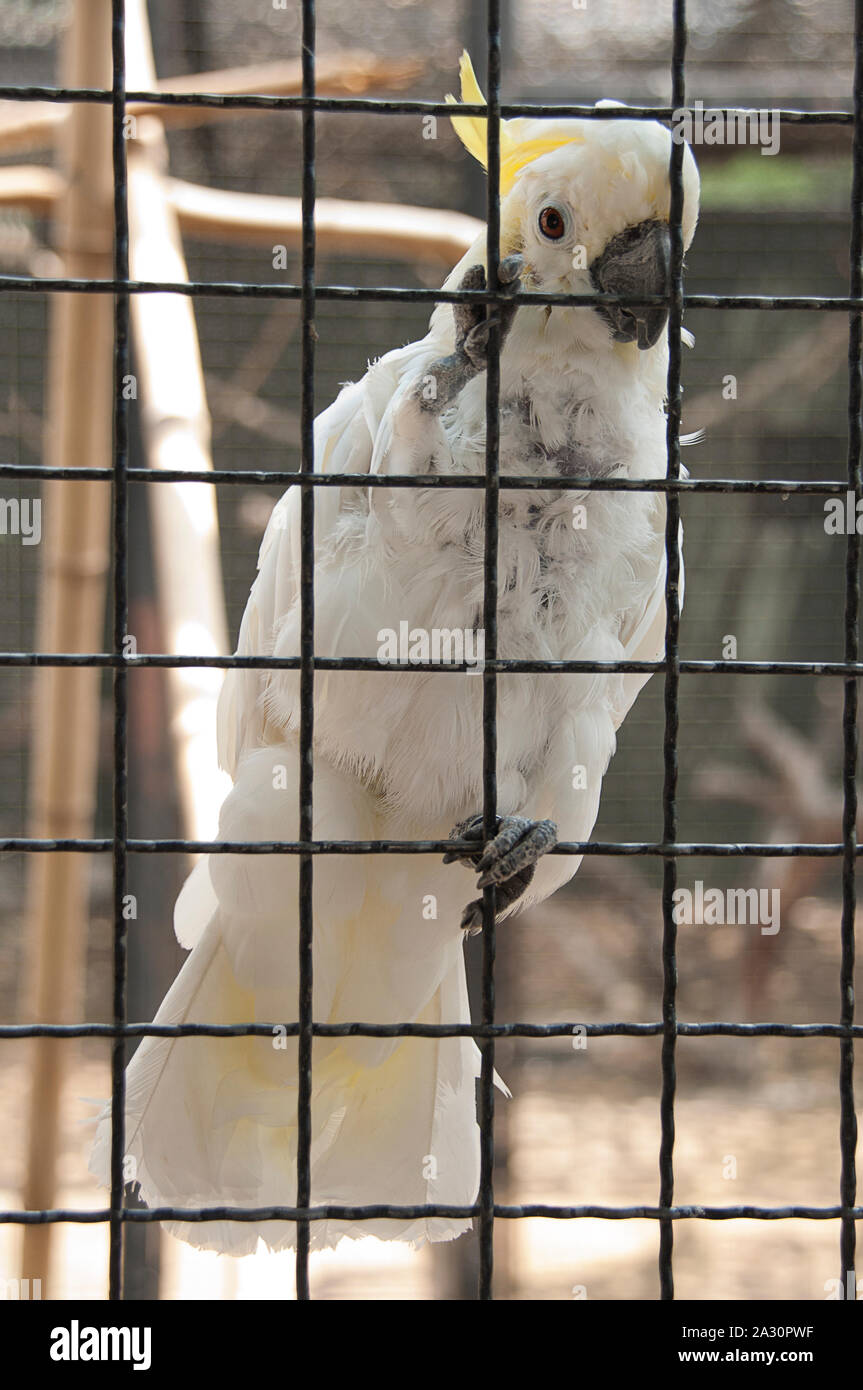 Captive cockatoo in a cage Stock Photo Alamy