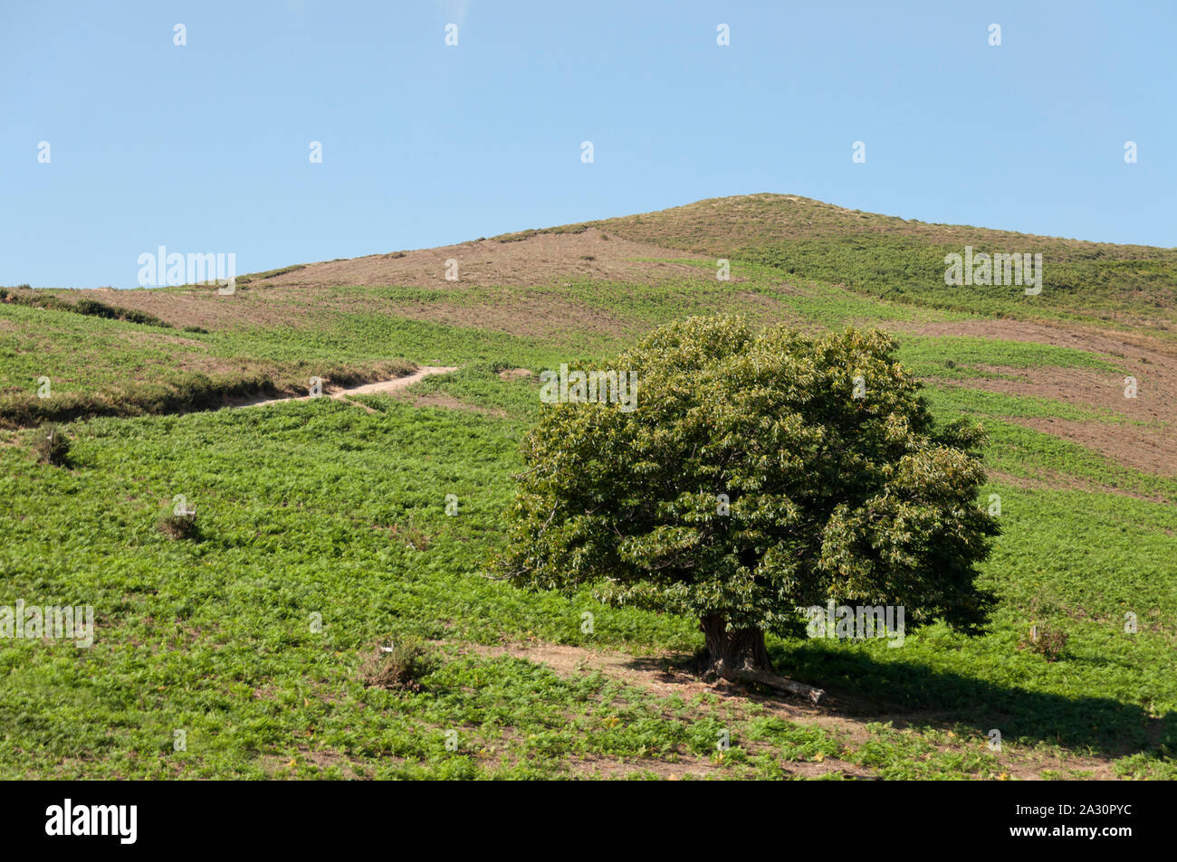 Small hill in a summer day, in the middle a chestnut Stock Photo Alamy