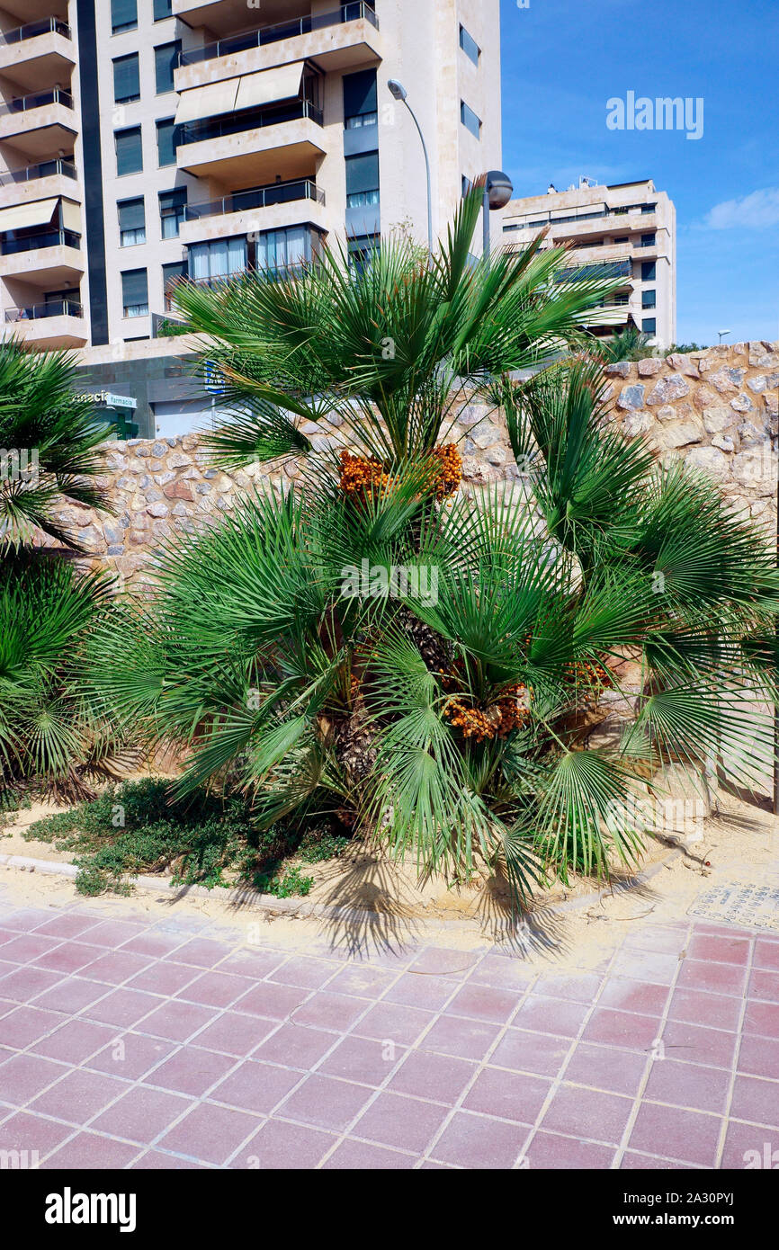 PALM TREE WITH DATES Stock Photo Alamy palm-tree-dates-free-stock-photo-public-domain-pictures