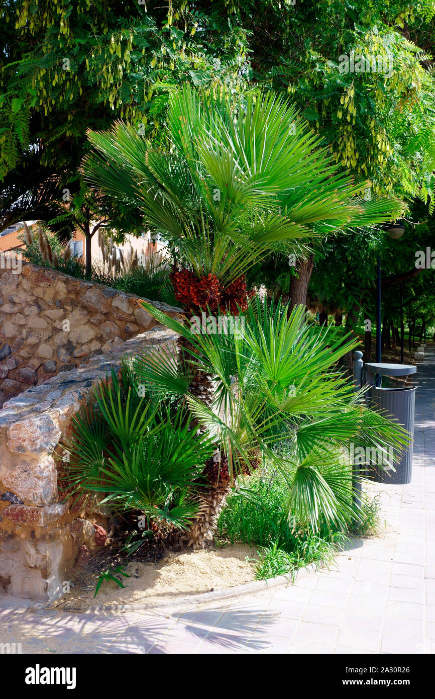 PALM TREE WITH DATES Stock Photo Alamy palm-tree-with-dates-stock-photo-alamy