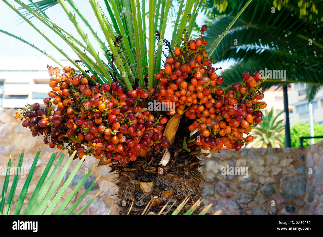 PALM TREE WITH DATES Stock Photo