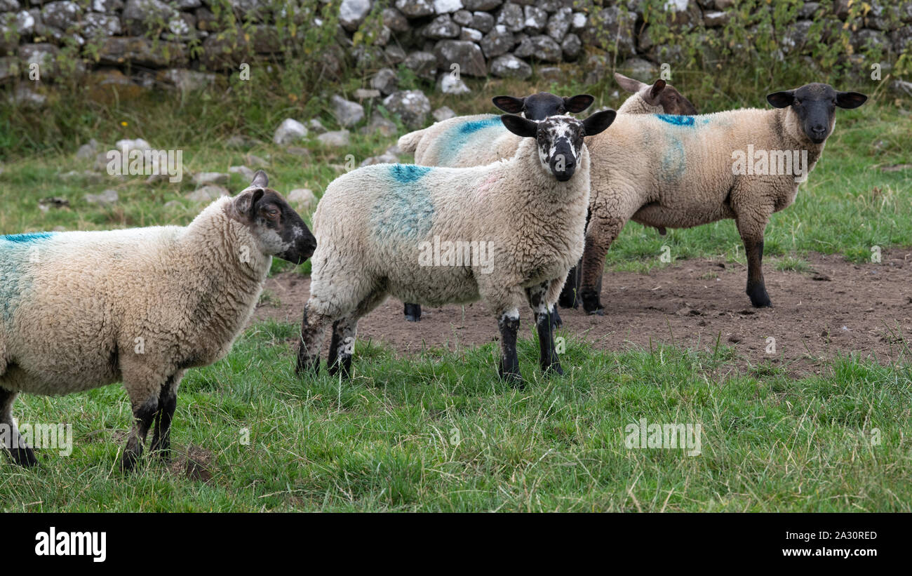 Sheep on a farm, Tuam, County Galway, Ireland Stock Photo