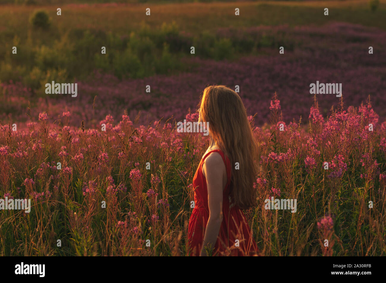 Girl in red dress staying among blooming Sally field in sunset Stock ...