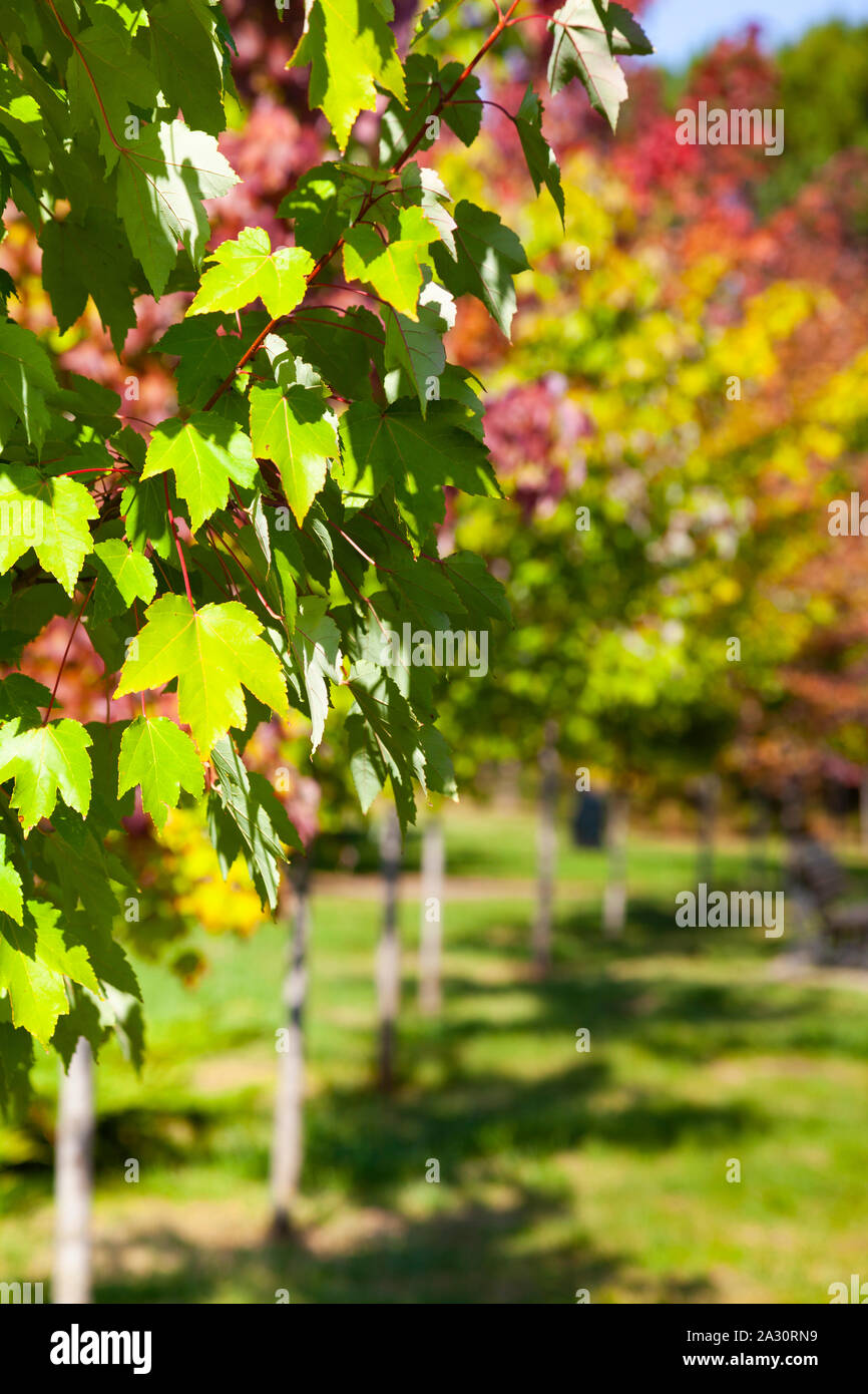 Red maples woods hi-res stock photography and images - Alamy