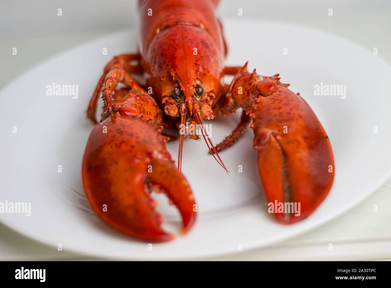 Whole red lobster ready to eat. Stock Photo