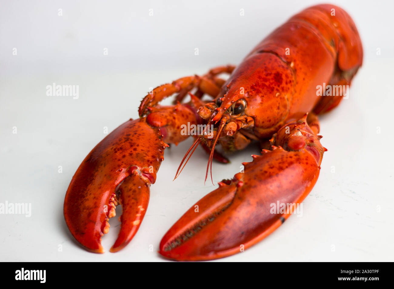 Whole red lobster ready to eat. Stock Photo