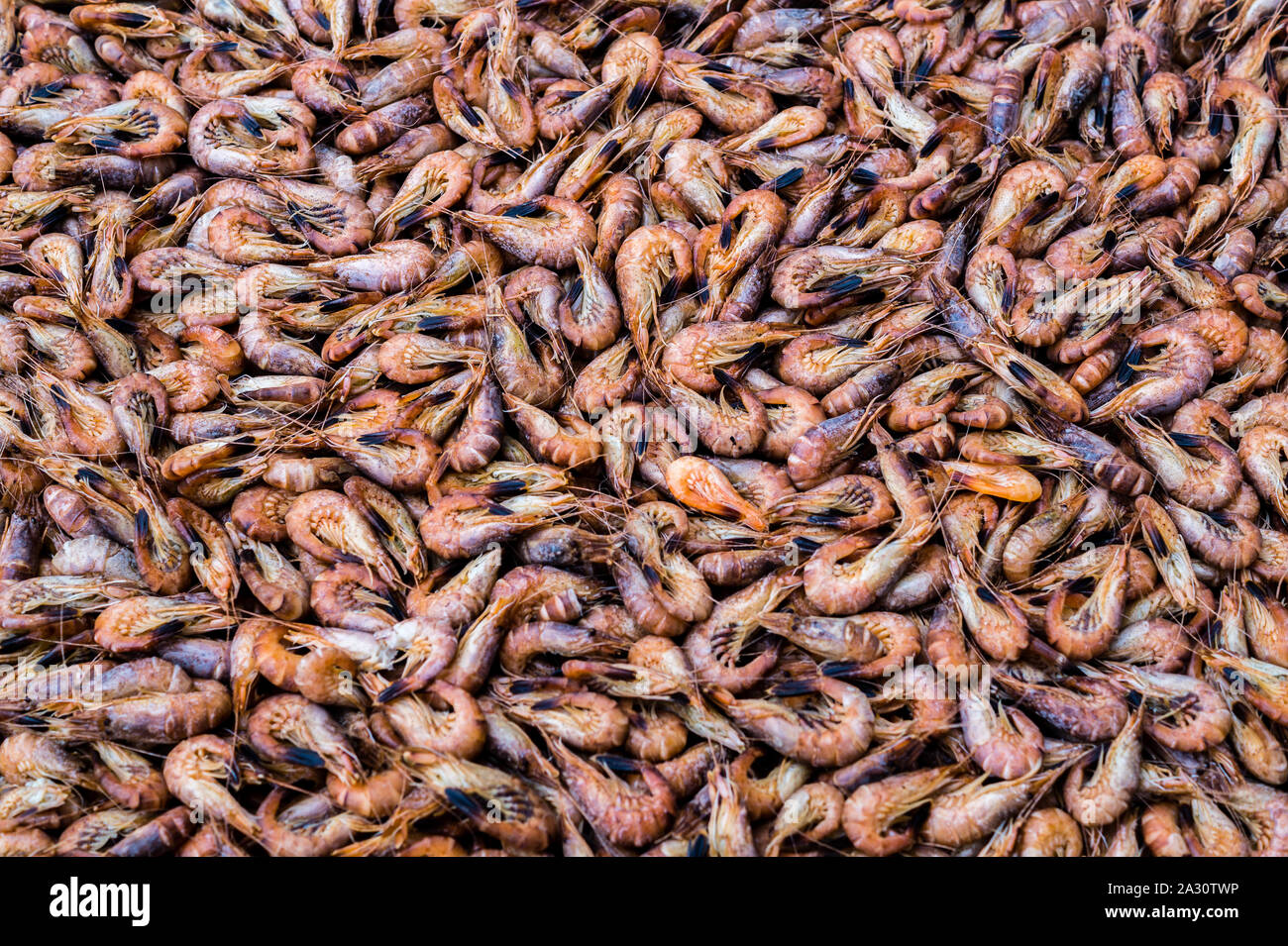 North Sea crab texture Stock Photo