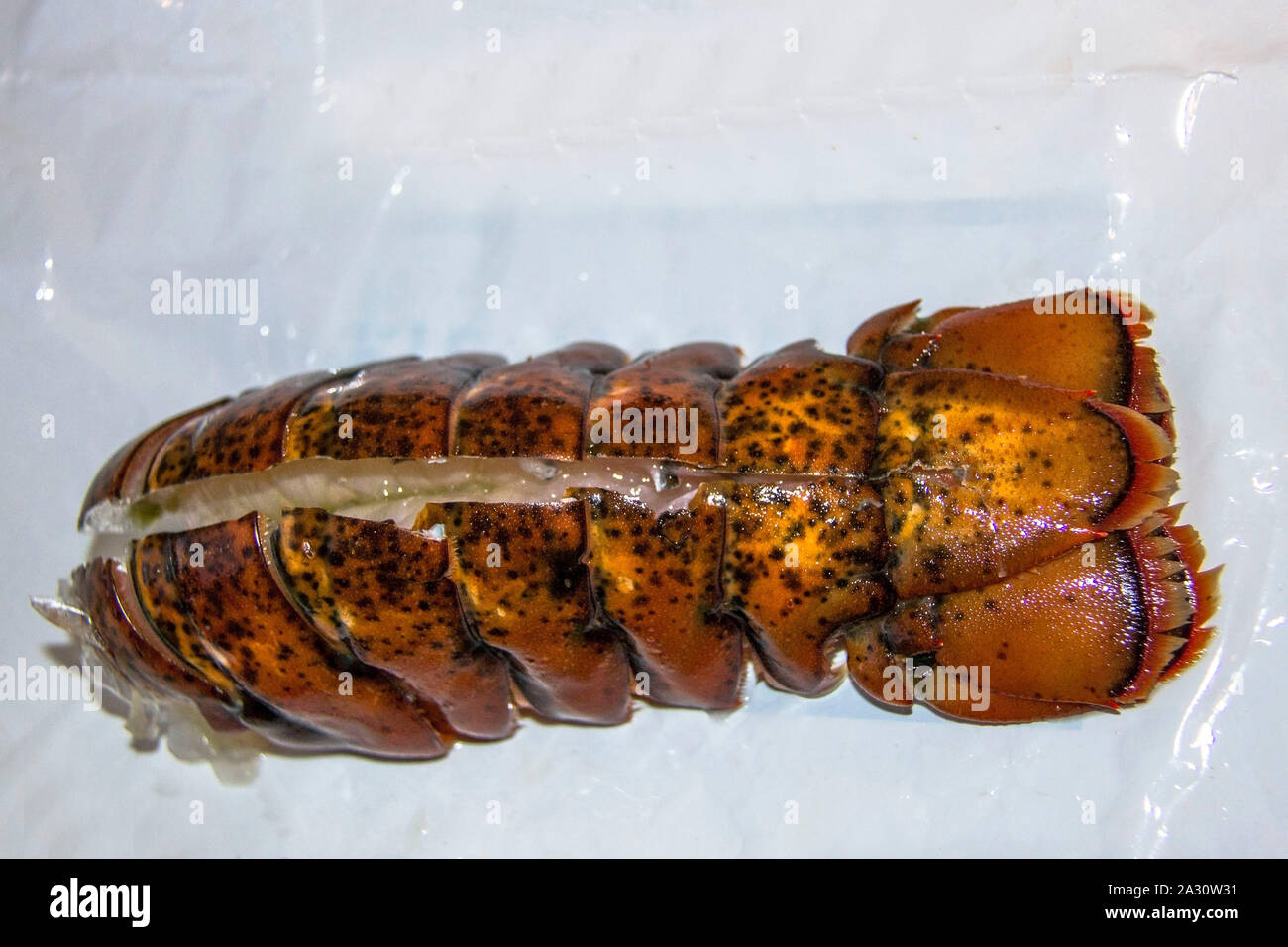 Uncooked, raw lobster tail Stock Photo Alamy