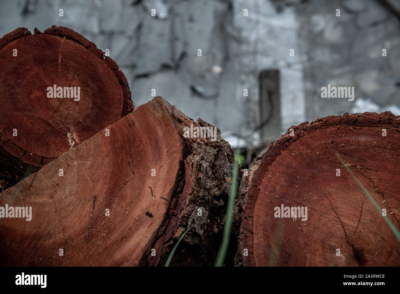 Stack of  Xylia xylocarpa Taub (Leguminosae) stumps ready for use in construction, Wooden natural cut logs textured background. Stock Photo