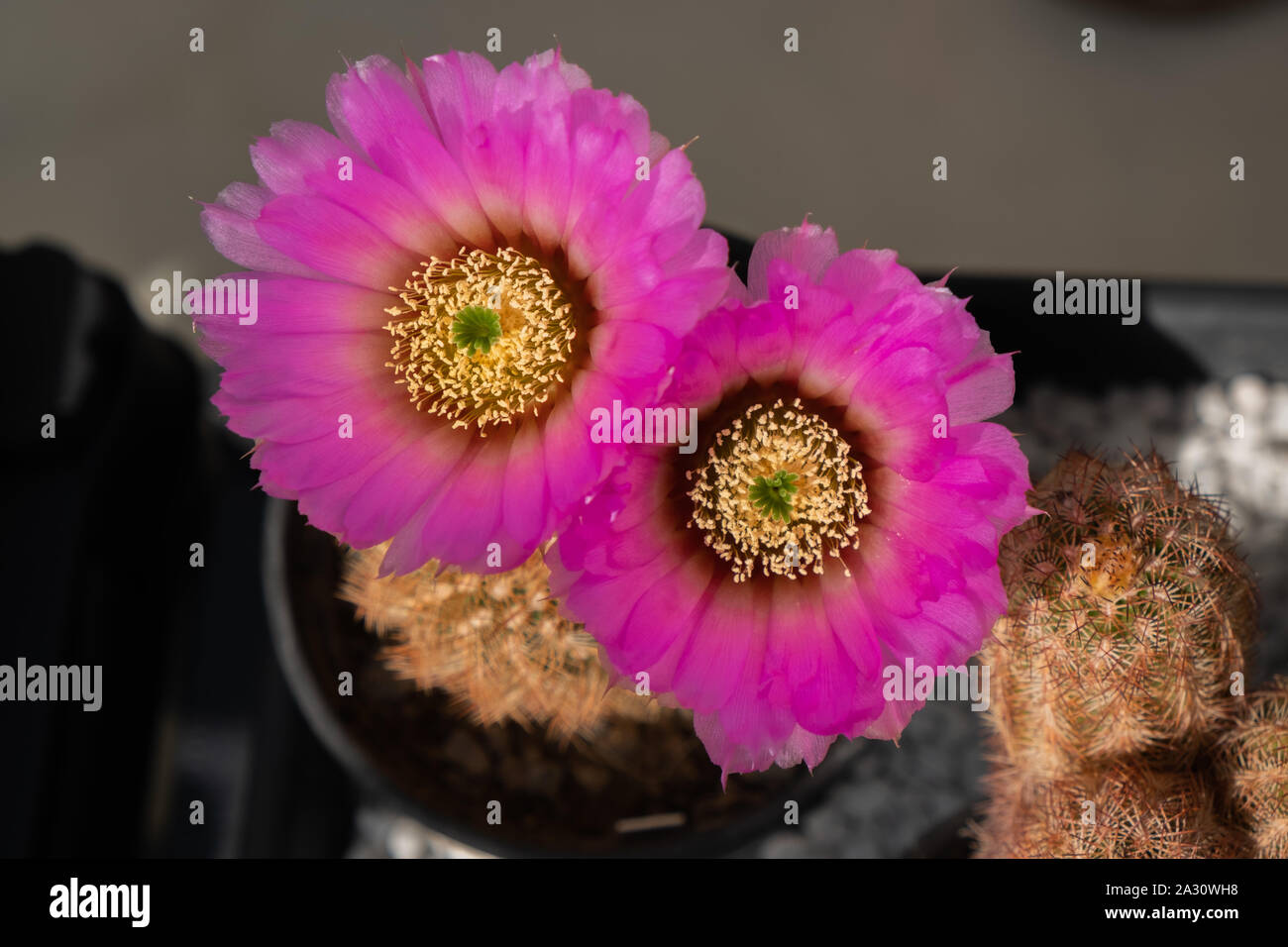 Close up of cactus (Echinocereus Reichenbachii) with two pink flowers in a flowerpot Stock Photo