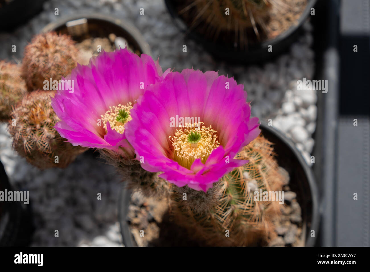 Close up of cactus (Echinocereus Reichenbachii) with two pink flowers in a flowerpot Stock Photo