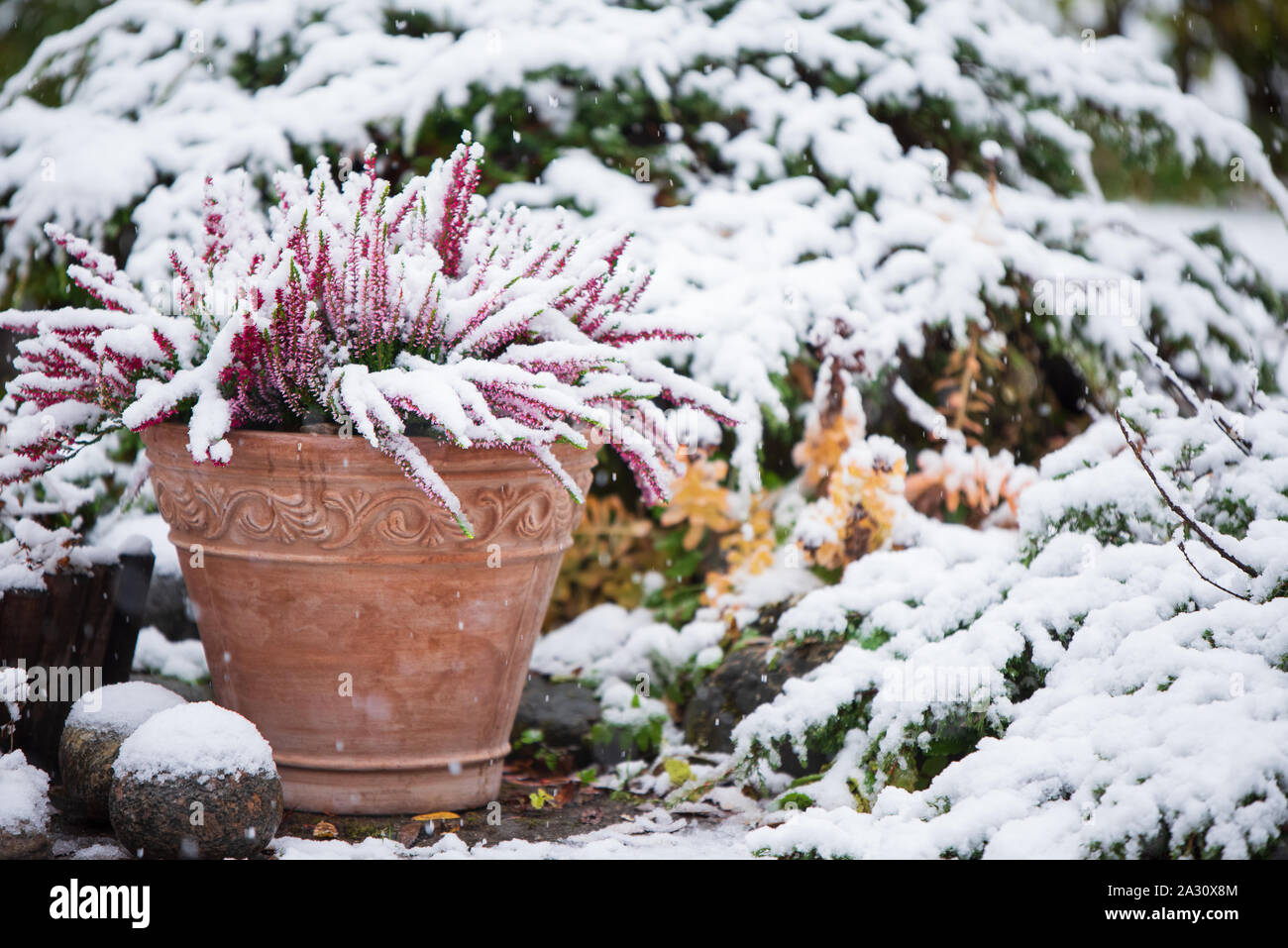 Common heather, Calluna vulgaris, in flower pot covered with snow, evergreen juniper in the background, snowy garden in winter Stock Photo