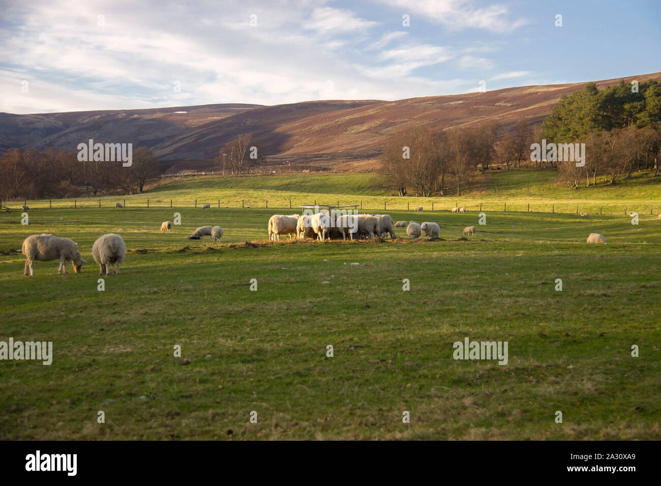 Sheep grazing in the meadow in Scottish Highlands Stock Photo - Alamy