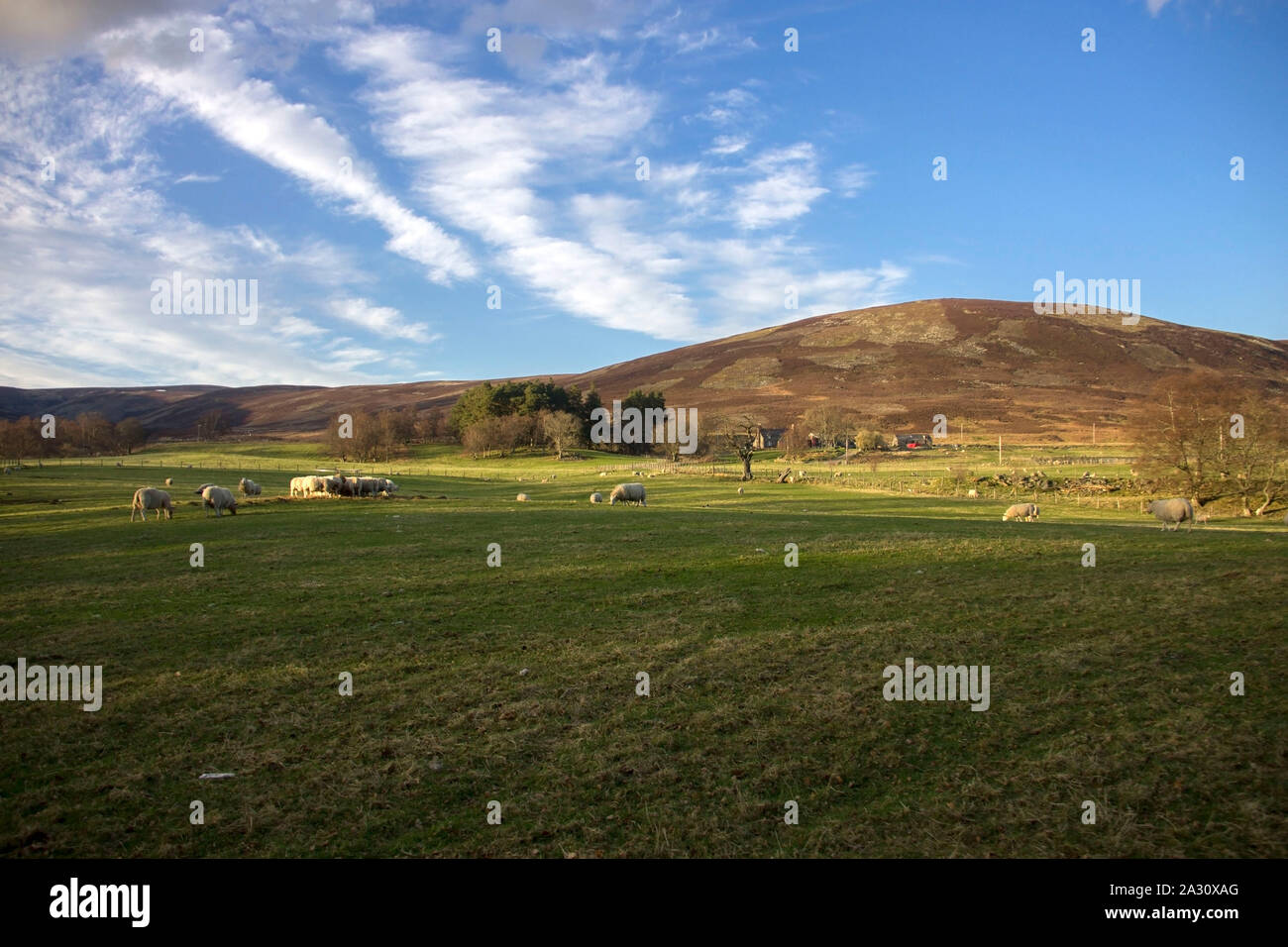 Sheep grazing in the meadow in Scottish Highlands Stock Photo