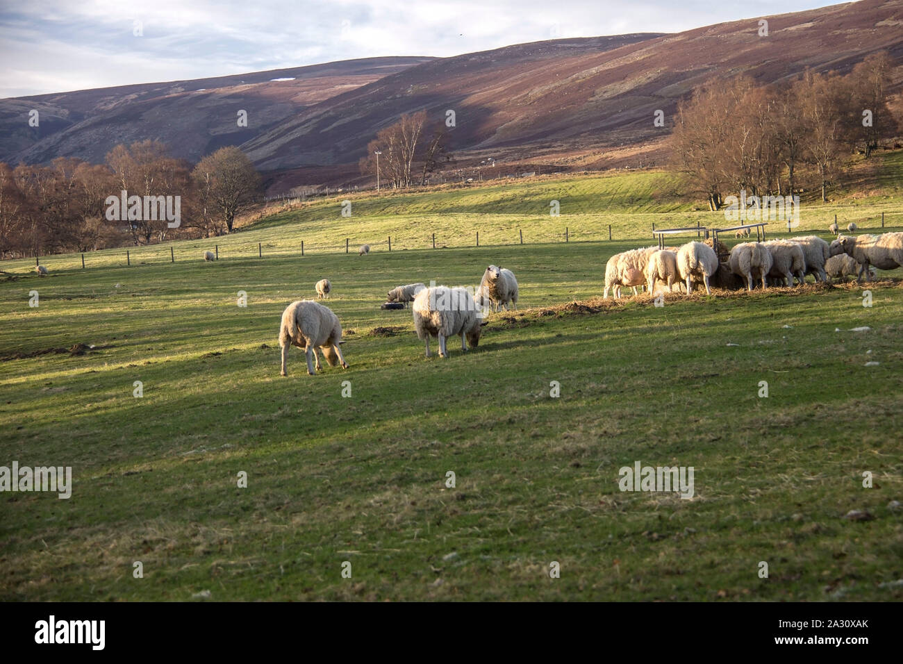 Sheep grazing in the meadow in Scottish Highlands Stock Photo