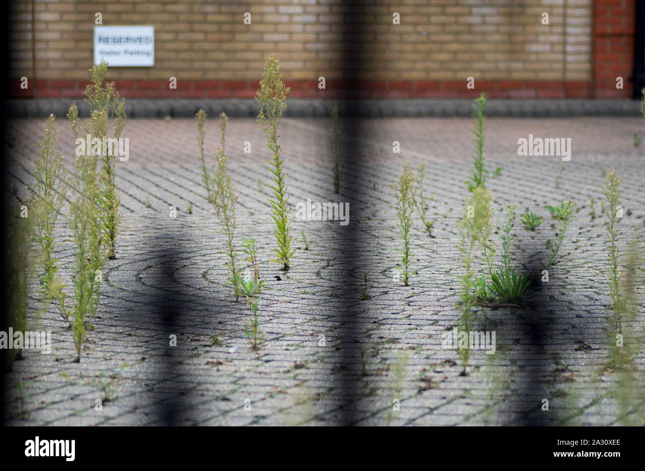 Nature starts to reclaim the car park of an empty office building
