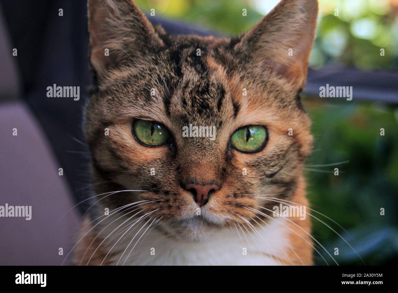 Our little cat called Tigger Stock Photo - Alamy