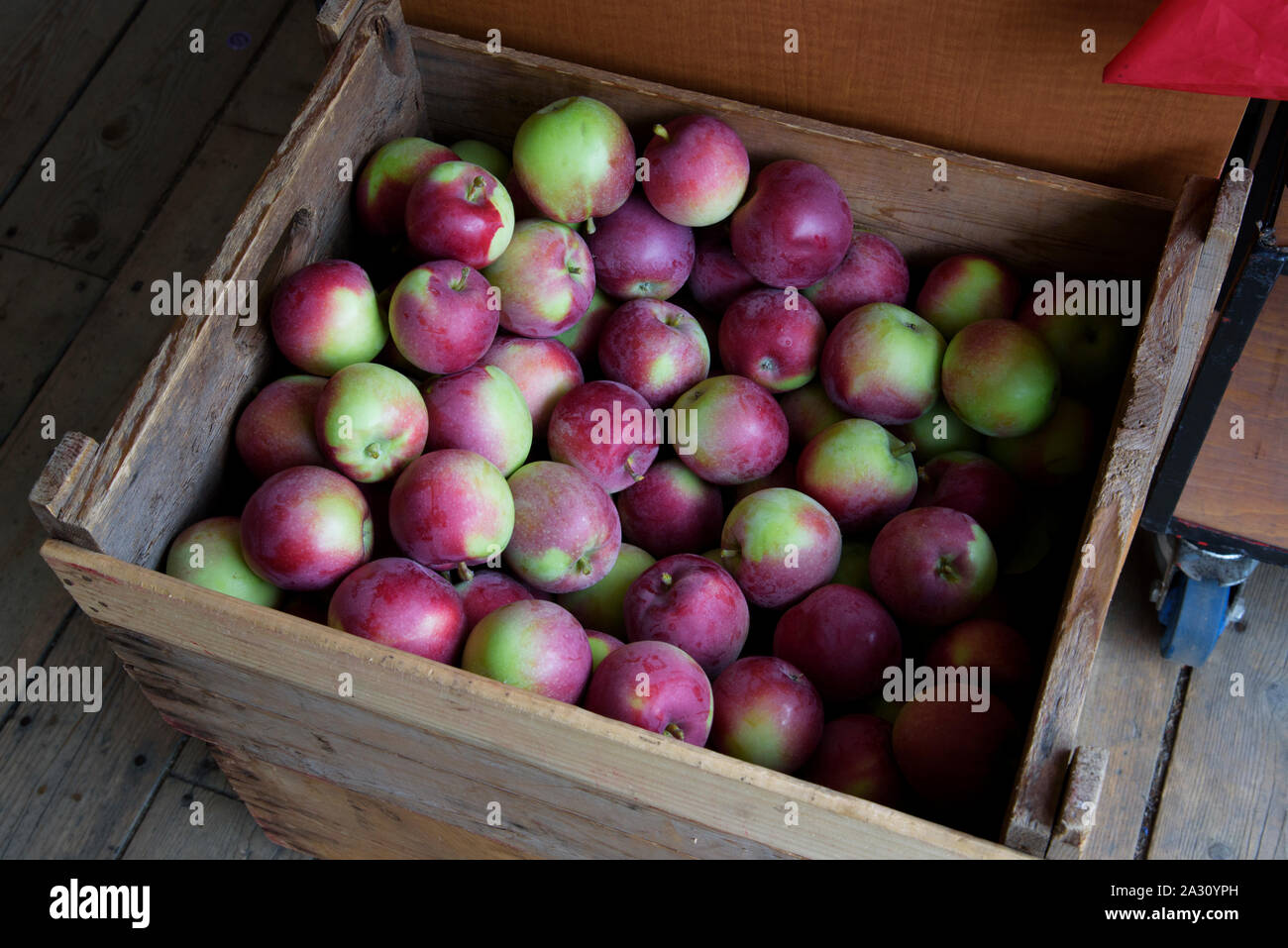 Freshly picked apples in a wooden crate. Stock Photo