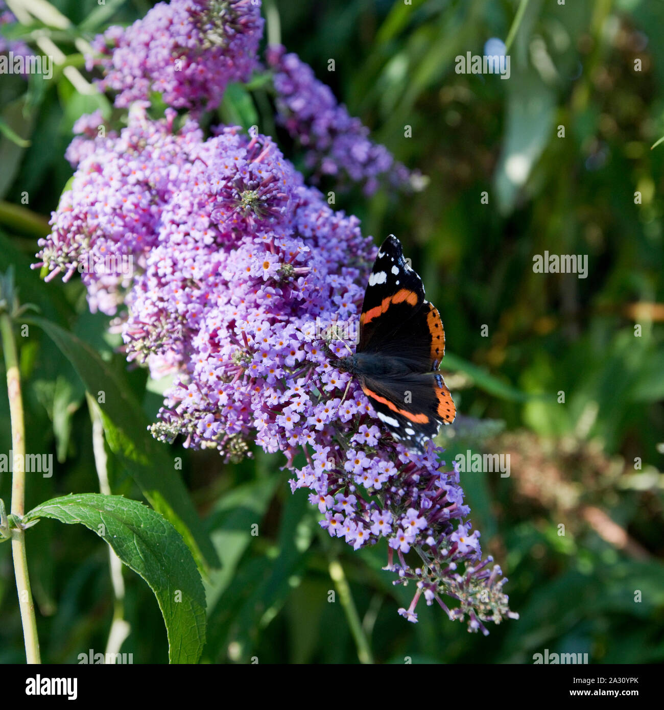Wyldestone Cottage Buddleia The Butterfly Bush