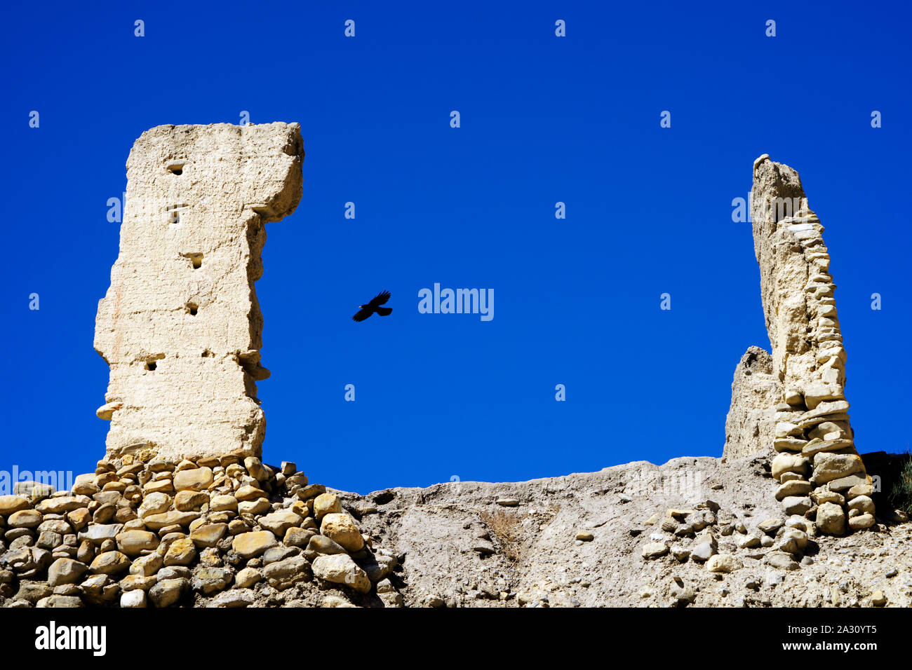 Alpine chough soaring amongst the ruins of an ancient gompa in Chuksang, Upper Mustang region, Nepal. Stock Photo