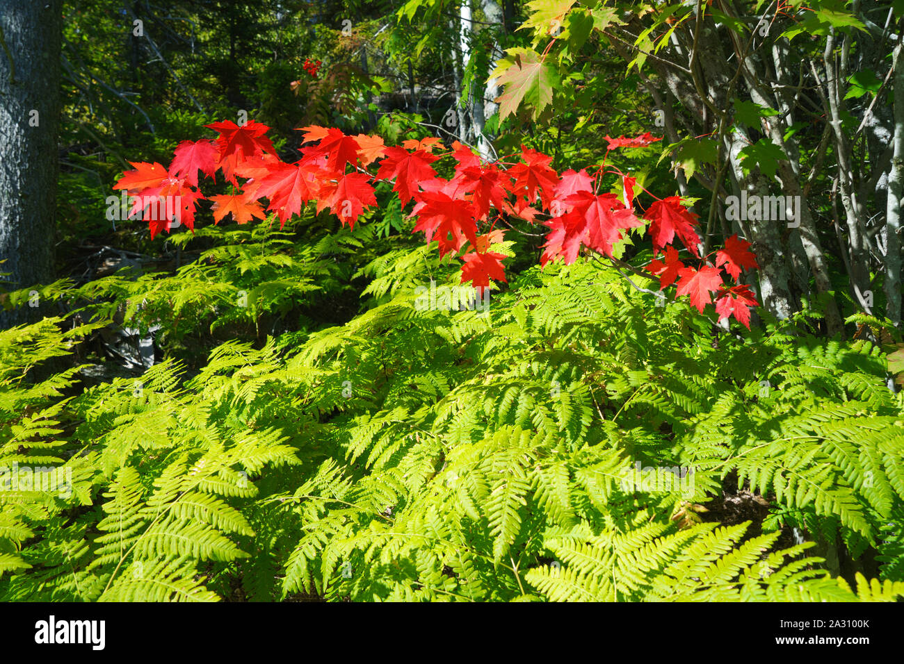 Autumn colors, red maple leaves and green ferns. Stock Photo