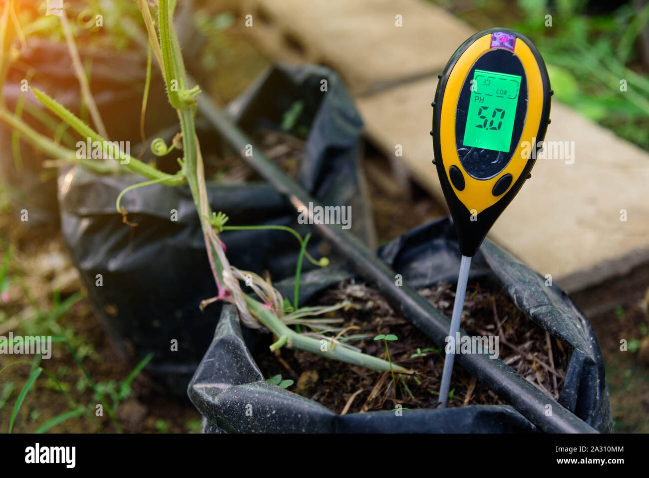 Use soil PH meter for check the PH value Stock Photo Alamy