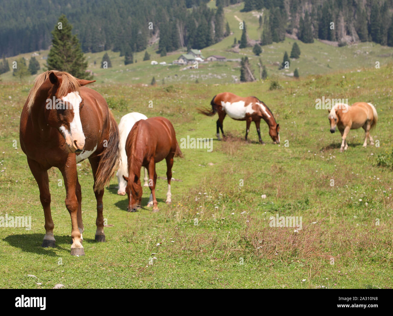 Group many horses wild hi-res stock photography and images - Alamy