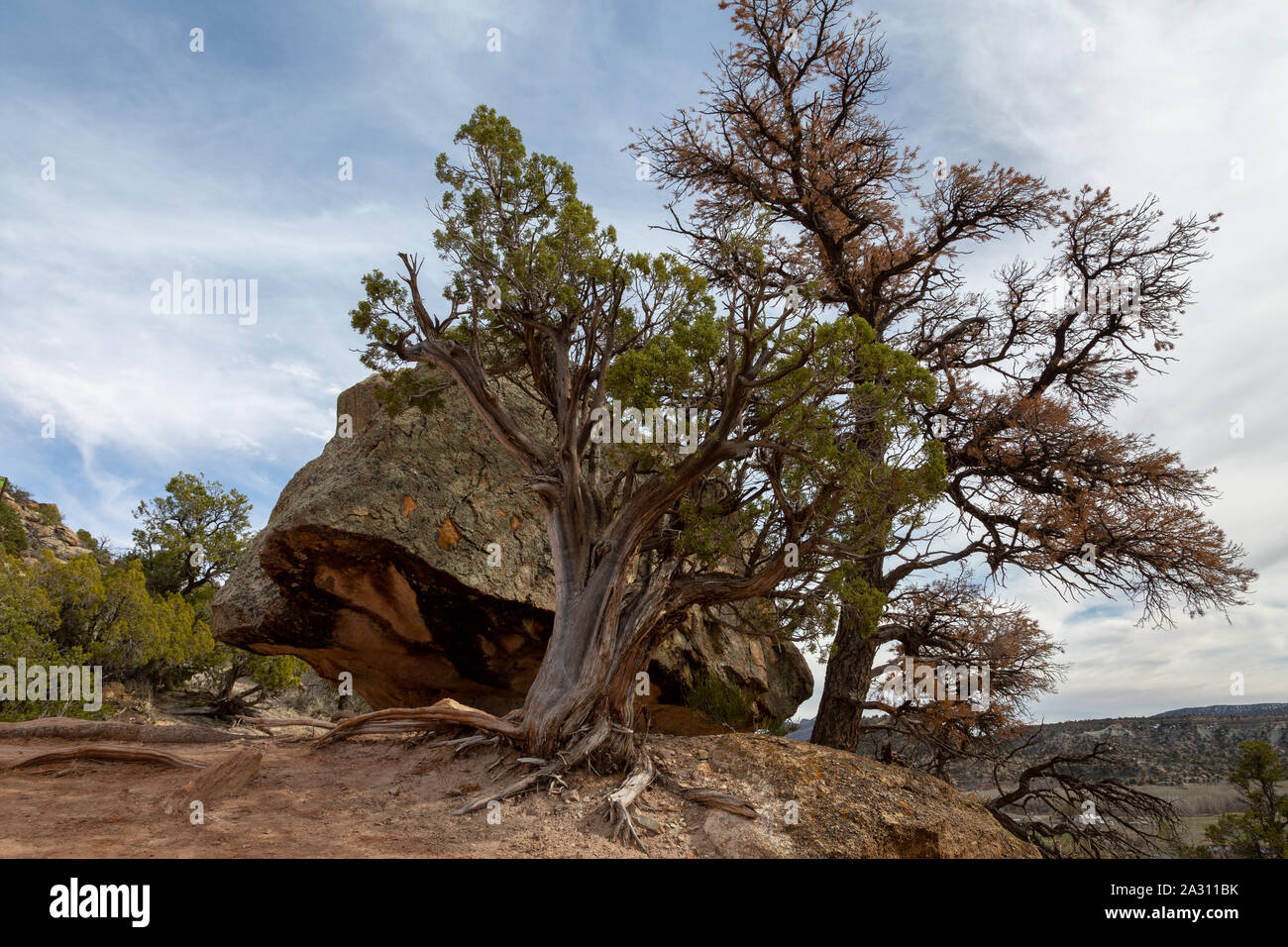 A juniper tree growing from beneath a large boulder hanging on a ledge.  Escalante Petrified Forest State Park, Utah Stock Photo - Alamy