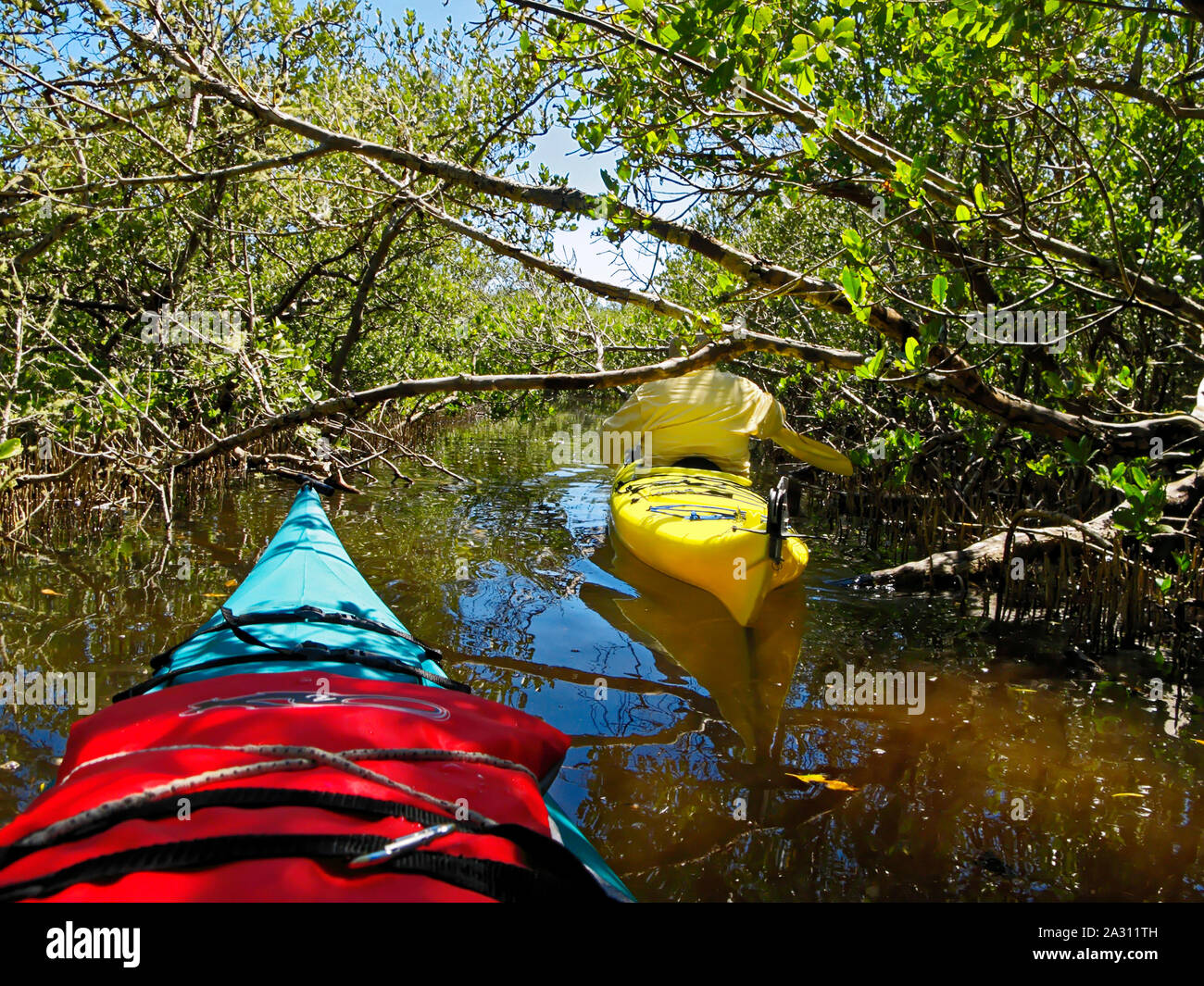 2 kayaks; mangrove creek; ducking under branch; tight squeeze; challenging paddle, reflections; shallow water; recreation; nature; boating; Gasparilla Stock Photo